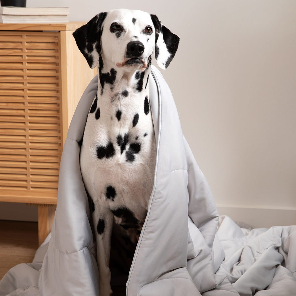 Blanket Dogs